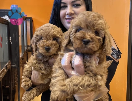 Toy poodle yavrularım