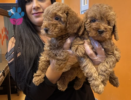 Toy poodle yavrularım