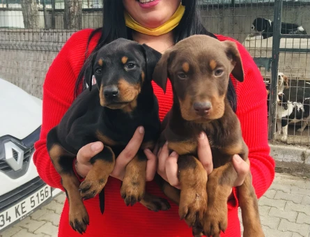 Doberman yavrularım - 6533
