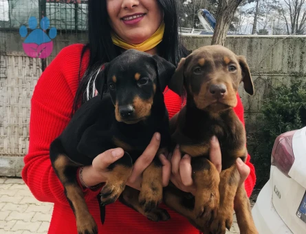 Doberman yavrularım