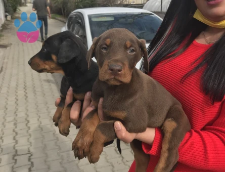 Doberman yavrularım