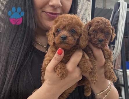 Kore poodle yavrularım - 6534