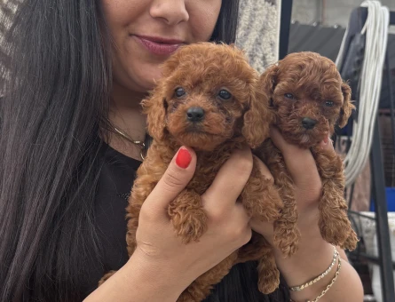 Kore poodle yavrularım - 6534