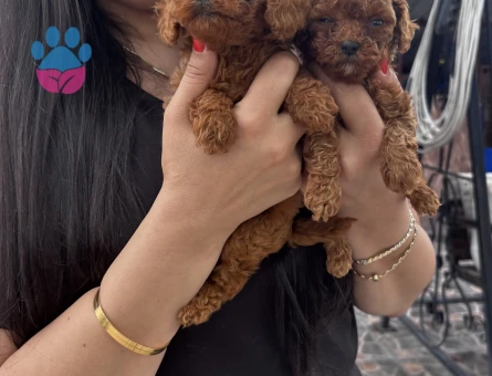Kore poodle yavrularım