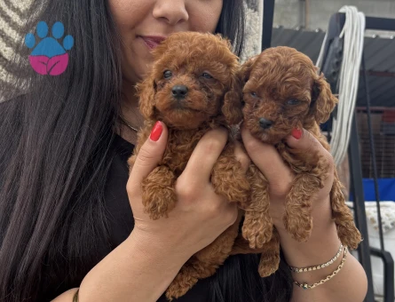 Kore poodle yavrularım