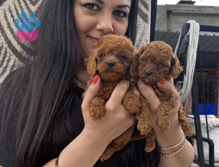 Kore poodle yavrularım
