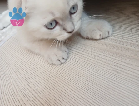 Yavru Scottish Fold 2 Aylık Kedim Yuva Arıyor