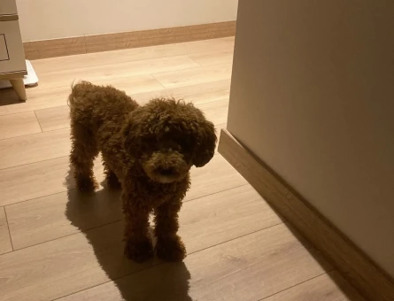 Toy Poodle oğlumuz - 6538