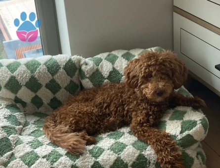 Toy Poodle oğlumuz