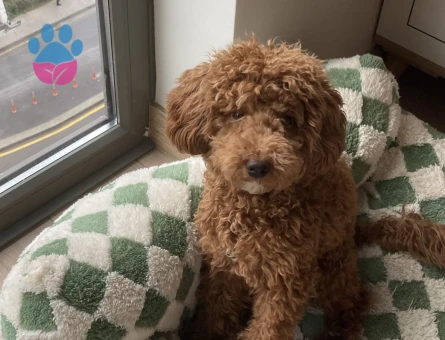 Toy Poodle oğlumuz