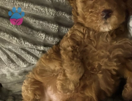 Toy Poodle oğlumuz