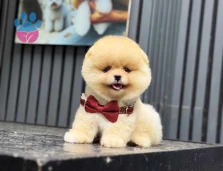 Pomeranian dişi mini ayıcık yavrumuz - 6539