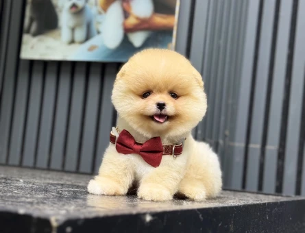Pomeranian dişi mini ayıcık yavrumuz - 6539