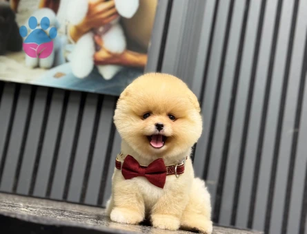 Pomeranian dişi mini ayıcık yavrumuz