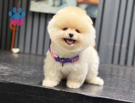 Pomeranian mini erkek yavrumuz teddy