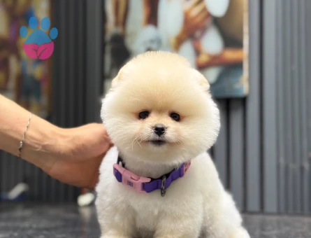 Pomeranian mini erkek yavrumuz teddy - 6540