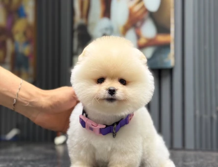 Pomeranian mini erkek yavrumuz teddy - 6540