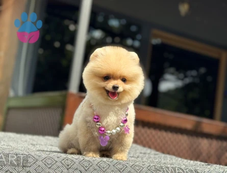 Pomeranian mini dişi yavrumuz - 6541