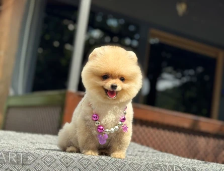 Pomeranian mini dişi yavrumuz - 6541