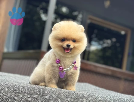 Pomeranian mini dişi yavrumuz