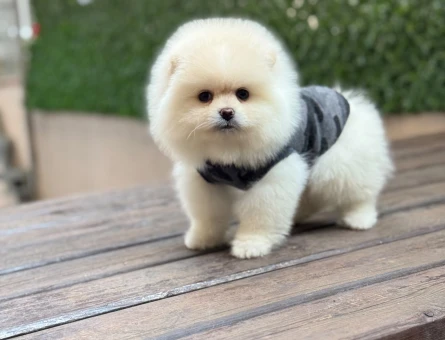 Kar Beyazı Tüyleriyle Masal Gibi Pomeranian Boo Yavrusu - 6542