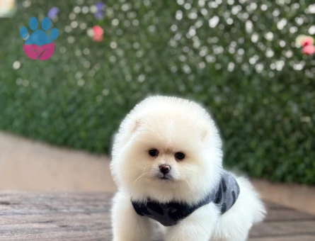 Kar Beyazı Tüyleriyle Masal Gibi Pomeranian Boo Yavrusu