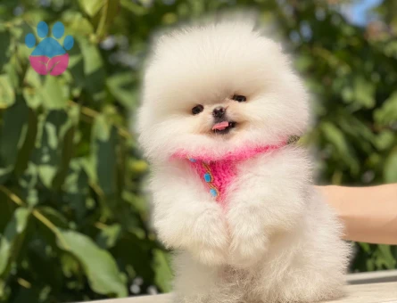Kar Beyazı Kürküyle Göz Kamaştıran Pomeranian Boo Yavrusu