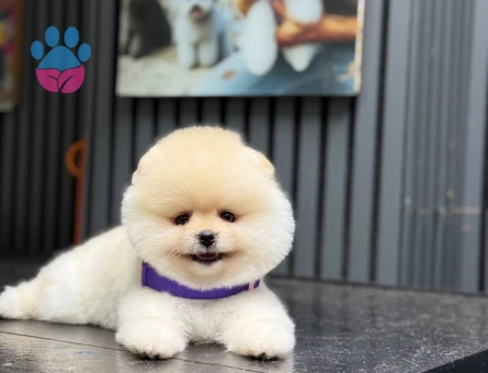 Muhteşem Pomeranian Boo Yavrusu – Sevimli ve Özel Görünüm
