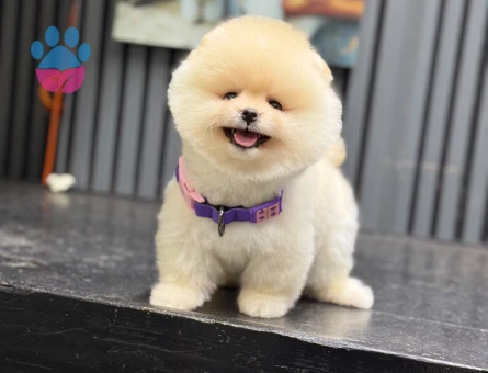Muhteşem Pomeranian Boo Yavrusu – Sevimli ve Özel Görünüm - 6544