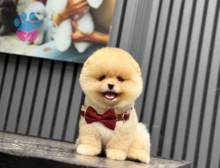 Göz Alıcı Pomeranian Boo Yavrusu – Muhteşem Görünüm ve Sevimli Karakter - 6545