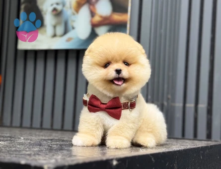 Göz Alıcı Pomeranian Boo Yavrusu – Muhteşem Görünüm ve Sevimli Karakter
