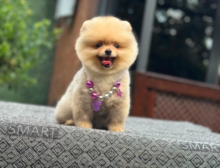 Muhteşem Görünümüyle Özel Pomeranian Boo Yavrusu - 6546
