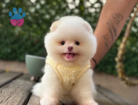 Göz Alıcı Görünümüyle Muhteşem Pomeranian Boo Yavrusu - 6547