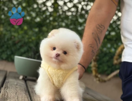 Göz Alıcı Görünümüyle Muhteşem Pomeranian Boo Yavrusu