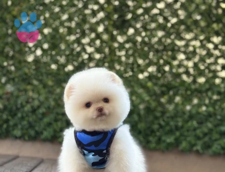 İddialı Görünümüyle Dikkat Çeken Pomeranian Boo Yavrusu