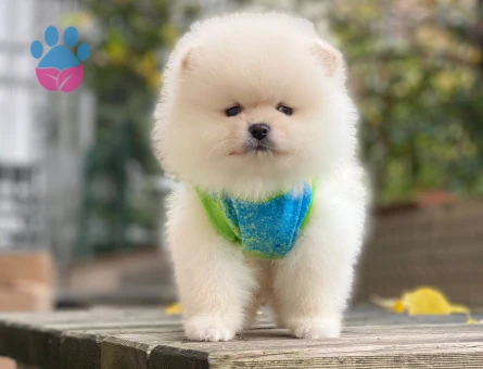 Sevimliliğiyle Göz Dolduran Özel Pomeranian Boo Yavrusu - 6549