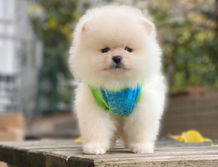 Sevimliliğiyle Göz Dolduran Özel Pomeranian Boo Yavrusu - 6549