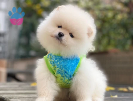 Sevimliliğiyle Göz Dolduran Özel Pomeranian Boo Yavrusu