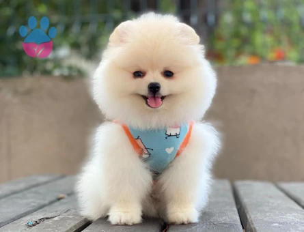 Pomeranian Boo Yavrusu | Özel Görünüm | Ruhsatlı Üretim - 6550