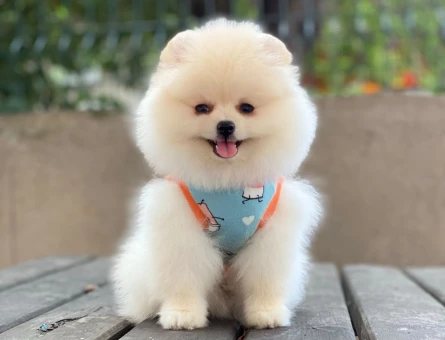 Pomeranian Boo Yavrusu | Özel Görünüm | Ruhsatlı Üretim - 6550