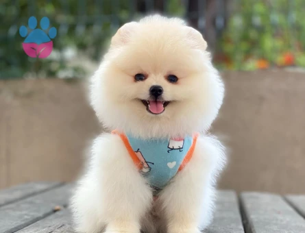 Pomeranian Boo Yavrusu | Özel Görünüm | Ruhsatlı Üretim