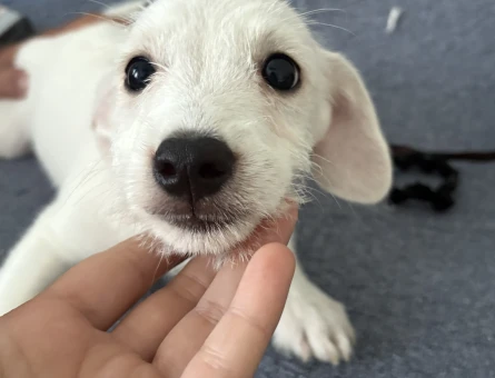 Maltese terrier yavruları - 6555