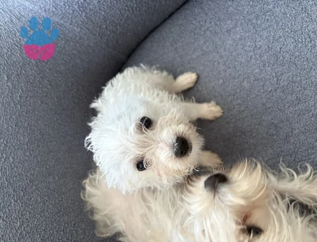 Maltese terrier yavruları