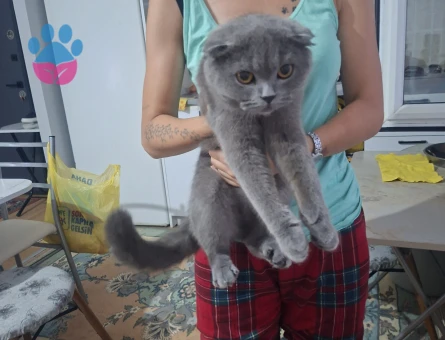 Scottish Fold 1 Yaşında Eş Arıyor - 118984748