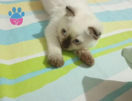 Scotish Shorthair Bluepoint (uyguna)