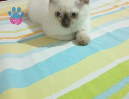 Scotish Shorthair Bluepoint (uyguna)
