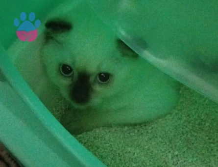 Scotish Shorthair Bluepoint (uyguna)