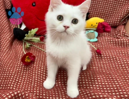 50 günlük gri scottish fold - 4652 - Görsel 2