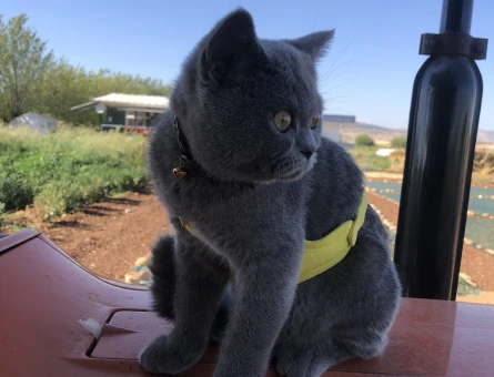 Biritish kedime yuva arıyorum