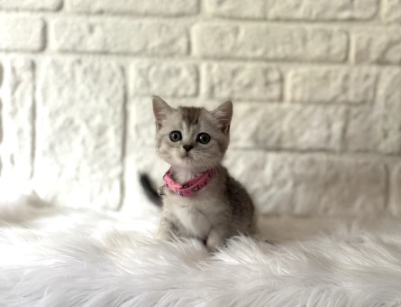 British Shorthair Silver Tabby Dişi 2 Aylık